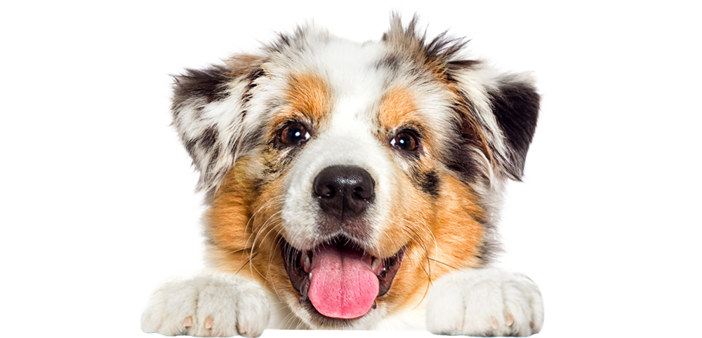 Ausbildung Hundetrainer Startbild Hund